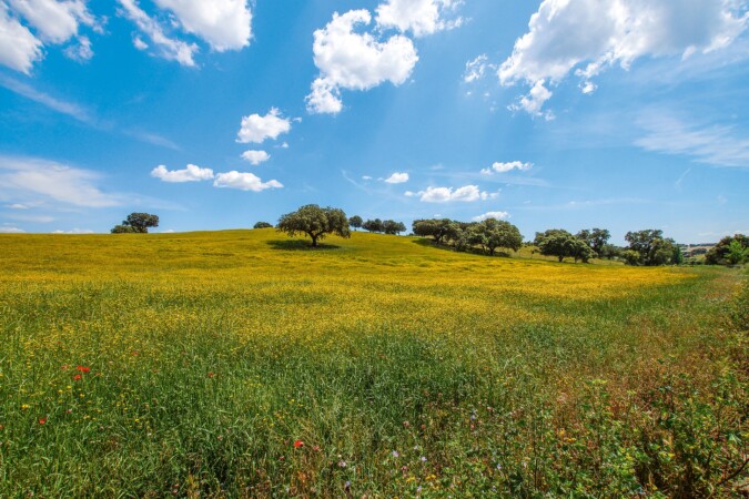 a view of a green field in Portugal