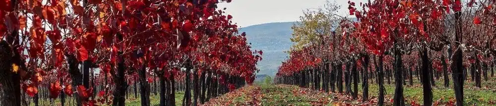 farms in portugal for sale