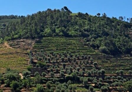 Douro Valley Vineyards