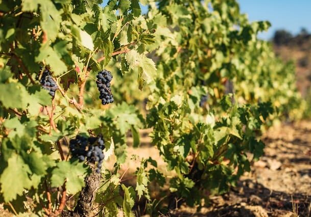 vineyards for sale in portugal