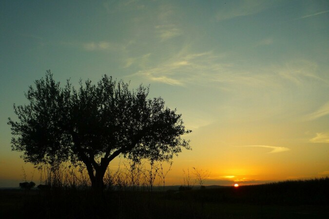 Alentejo region "equestrian property in Portugal"