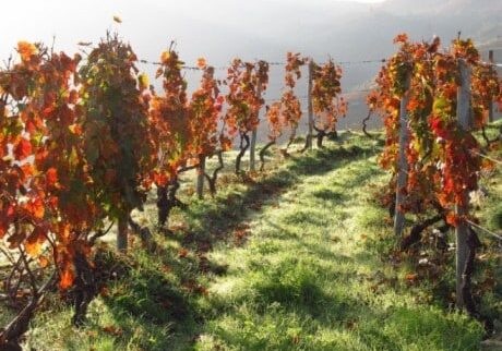 Douro-Vineyards