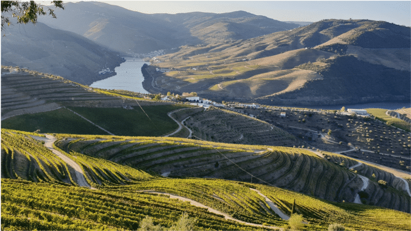 Douro Valley for wine tourism in Portugal