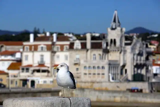 Real Estate Cascais Investment Essential Insights