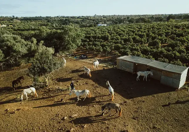 agricultural land for sale in Lisbon with trees