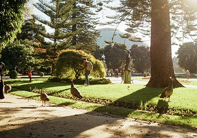 people and peacocks in the palacio de cristal gardens