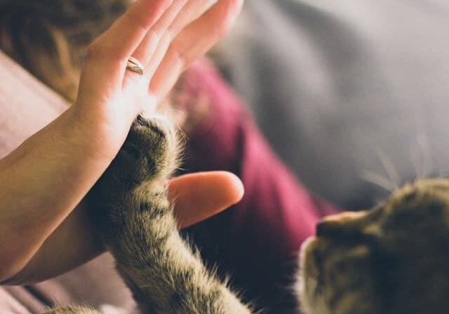 Cat pet